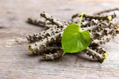 Giloy - Tinospora Creeper - Tinospora cordifolia
